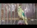 セキセイインコ　りむちゃんの多尿便は、あるサプリで改善しました