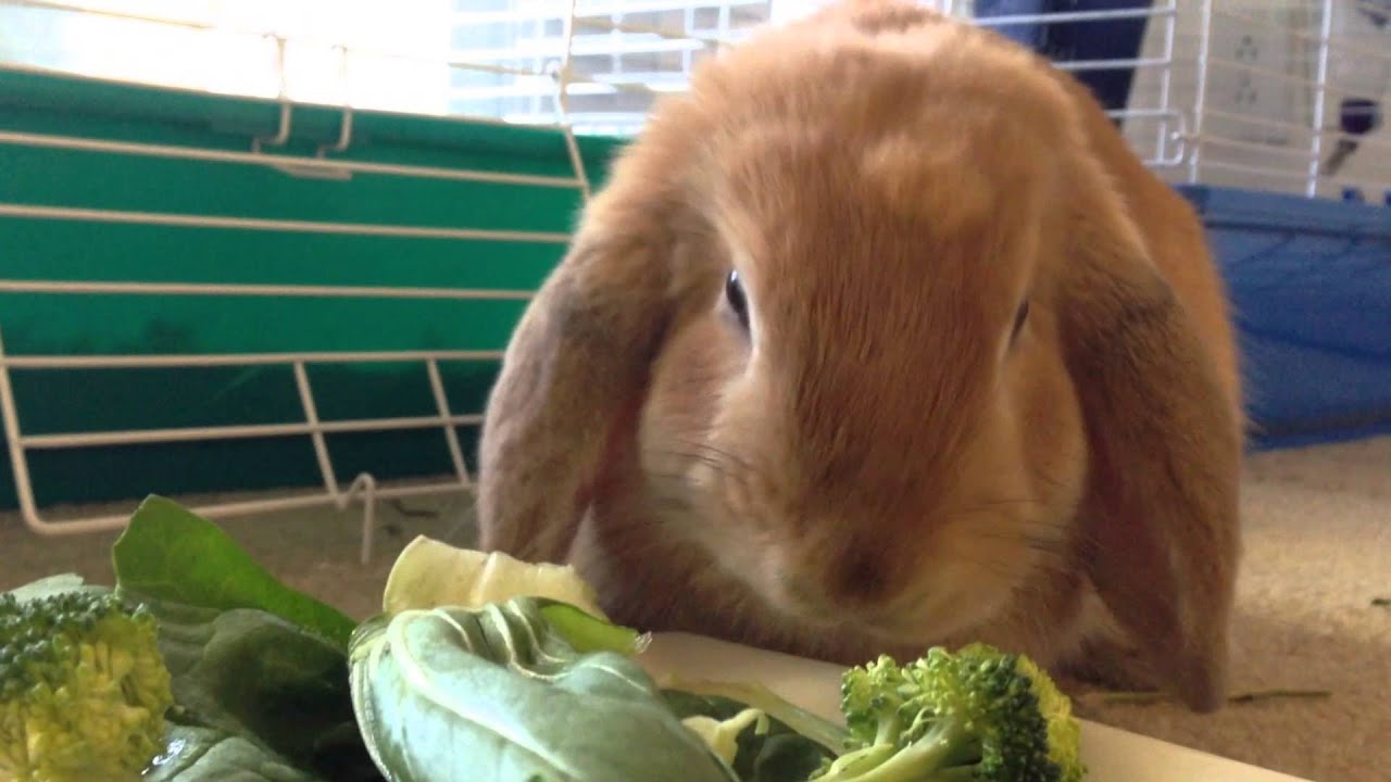 Holland Lop Bunny Eats A Salad YouTube