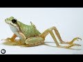 Why Does This Frog Have So Many Legs?!