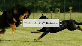 Tibetan Mastiff VS Rottweiler by Be You 14,630 views 5 years ago 3 minutes, 8 seconds