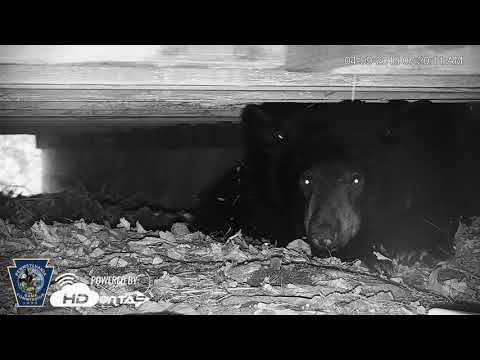 Black Bear Den - HDOnTap  