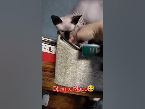Смешной сфинкс Марс#канадсиесфинксы #catshorts - YouTube