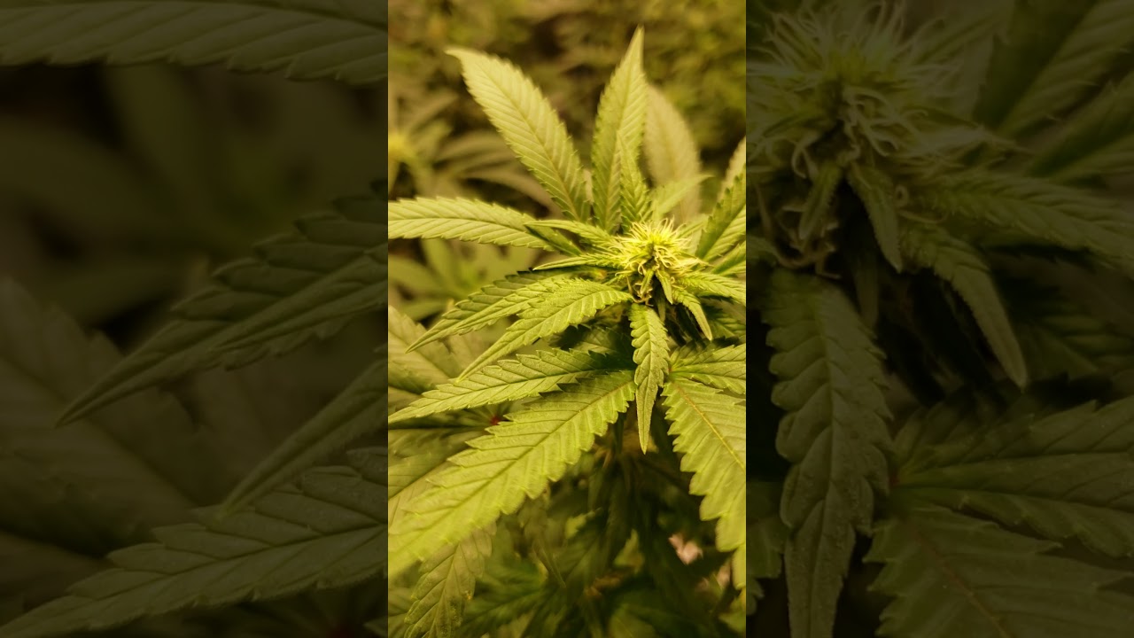 White widow week 2 flower