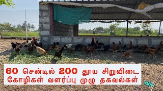 60 சென்டில் 200 தூய சிறுவிடை கோழிகள் வளர்ப்பு முழு தகவல்கள்