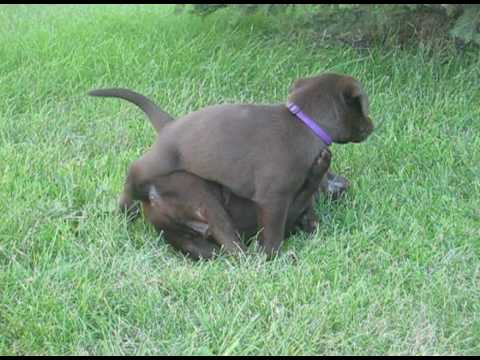 15 HQ Images 8 Week Old Lab Puppy - Puppy Love! | Yellow lab puppy, Puppies, Doggie style