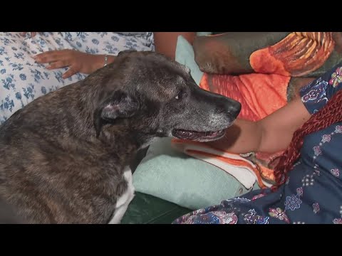 Ohio woman faces eviction after dispute over emotional support animals