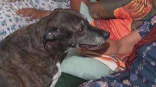 Ohio woman faces eviction after dispute over emotional support animals