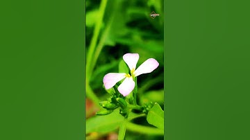 ما تيسر من سورة البقرة بصوت عبد الباسط عبد الصمد /شَهْرُ رَمَضَانَ الَّذِي أُنزِلَ فِيهِ الْقُرْآنُ