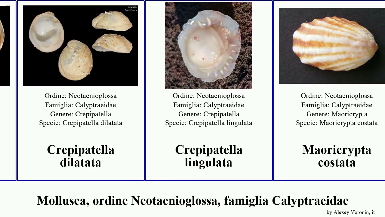 Mollusca, ordine Neotaenioglossa, famiglia Calyptraeidae tenuis costata Sigapatella Crepipatella