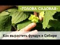 Голова садовая - Как вырастить фундук в Сибири