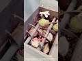Green Coconut Husk Shredder Manufacturer Mature Coconut Husk & Shell Crusher