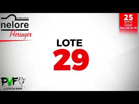 LOTE 29