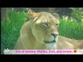 Lionesses 🧡 trio of sisters: Malika, Zuri, and Amira,