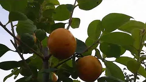 Очень перспективный сорт хурмы!