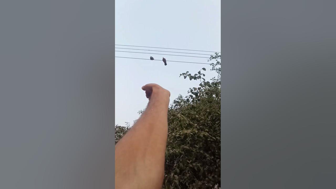 is-kabootar-ka-name-rakna-hai-koi-acha-name-batao-shorts-youtube