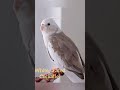 Top 10 Rare and beautiful cockatiels Mutation.