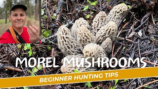 Morel Mushroom Hunting 2024 - Beginner Tips And Advice