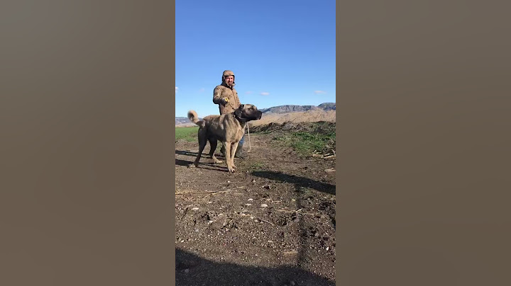 Dişi Ve Erkek Köpek birbirine girdi.#anadoluçobanköpeği #kangal #shorts #kavga #döşvurma