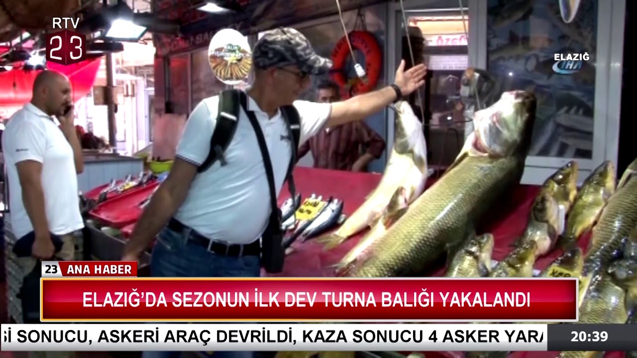ELAZIĞ'DA SEZONUN İLK DEV TURNA BALIĞI YAKALANDI YouTube