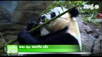 VTC14_Gấu trúc khổng lồ sinh đôi ở Mỹ