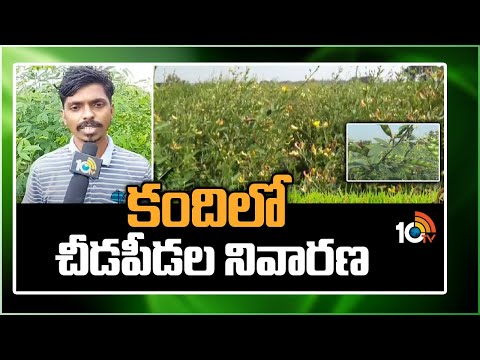Pest Control in Kandi Cultivation | కందిలో చీడపీడల నివారణ | Matti Manishi | 10TV News