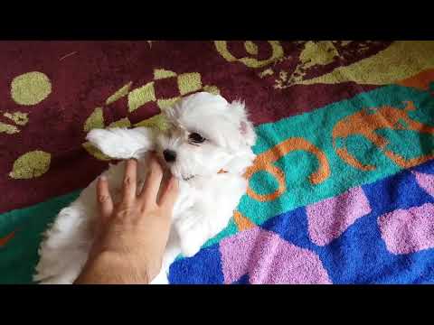Cuccioli di cane di razza Maltese manifestano affetto al loro veterinario