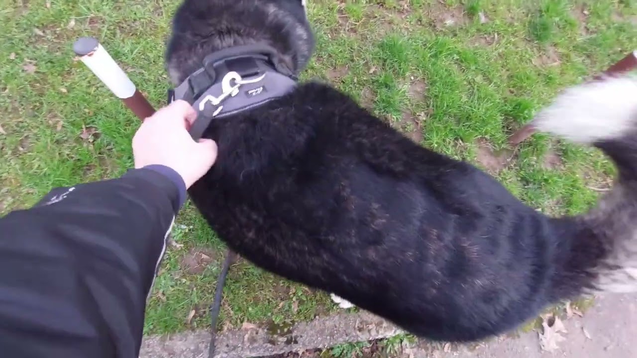 she was stuffed yesterday