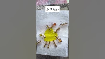 سورة النمل @islam_sobhi #القرآن_الكريم  #قصص_الانبياء #حديث