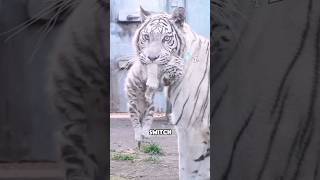 Will A Tiger Bite Its Own Cubs If It Carries Them?