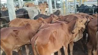 CATTLE FAIR IN CIPÓ BA
