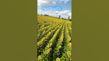 BetaFPV Pavo Pico O3 flying over sunflower land #drone #nature #fpvdrone @BETAFPVHobby