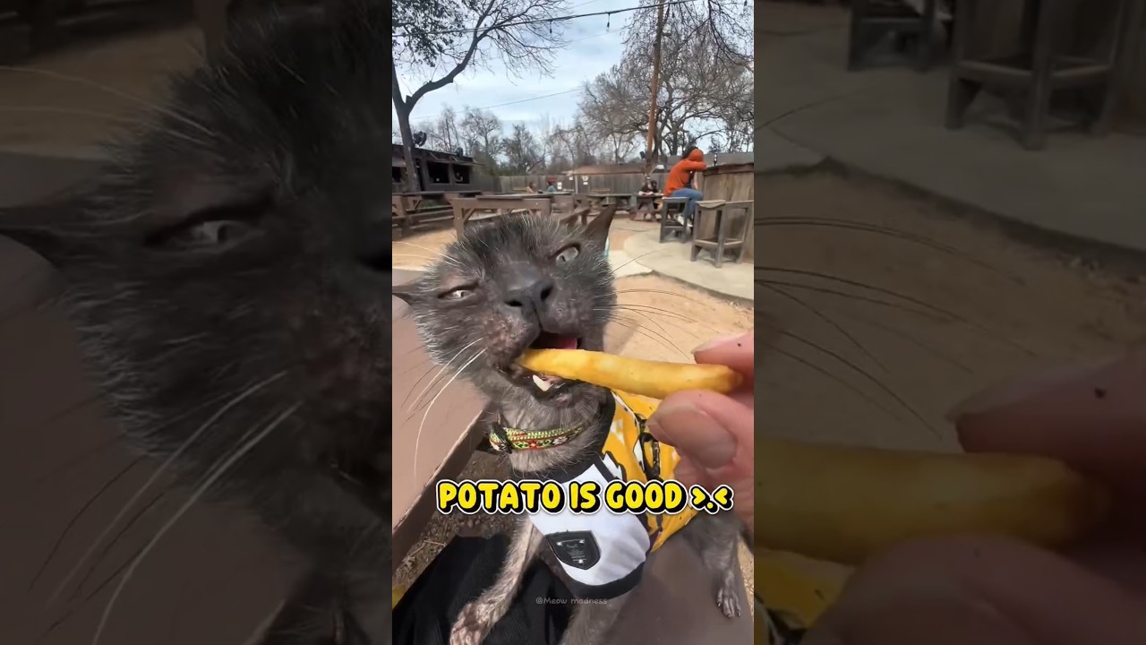 I am eating a hamburger 🍔 (cat version)