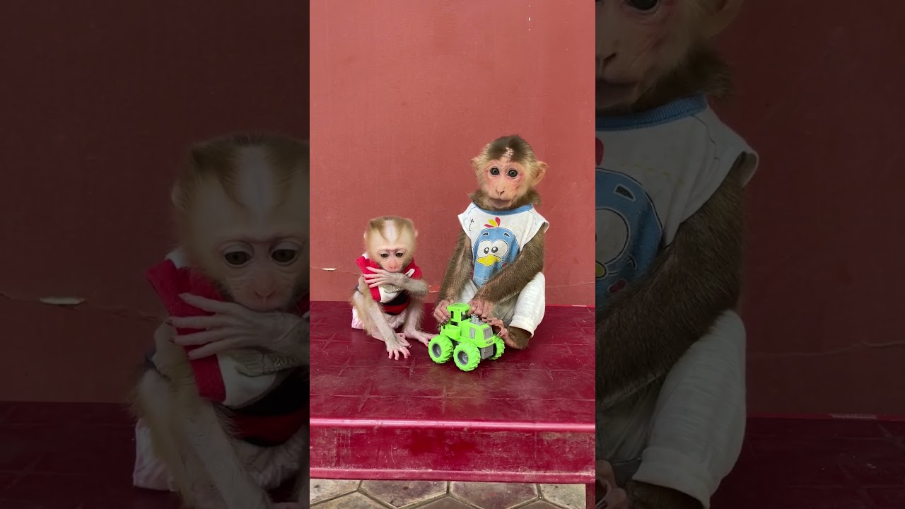 Cute Baby Monkey Tantan & Baby A Tong Scream call his Mom