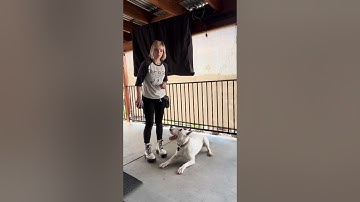 Fading the lure and hand sign to just a verbal cue