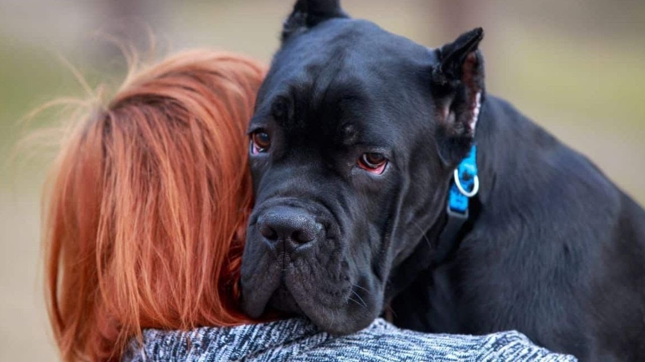 Most Important Questions About Cane Corsos YouTube