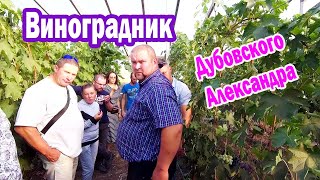 🔴🔴Изюм на кустах и пасынковые грозди винограда / Виноградник и теплицы Дубовского Александра