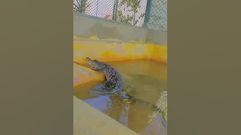 crocodile want to out of water#pythons #how #wild #wild #sloth #rats #frog #reptileshow #lizards