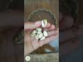 شاهد وتعلم طريقة زراعة الفستق 🌱