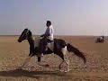 horse rewal horse rawal for horse race at hansot horse  by salim patel gujarati horse