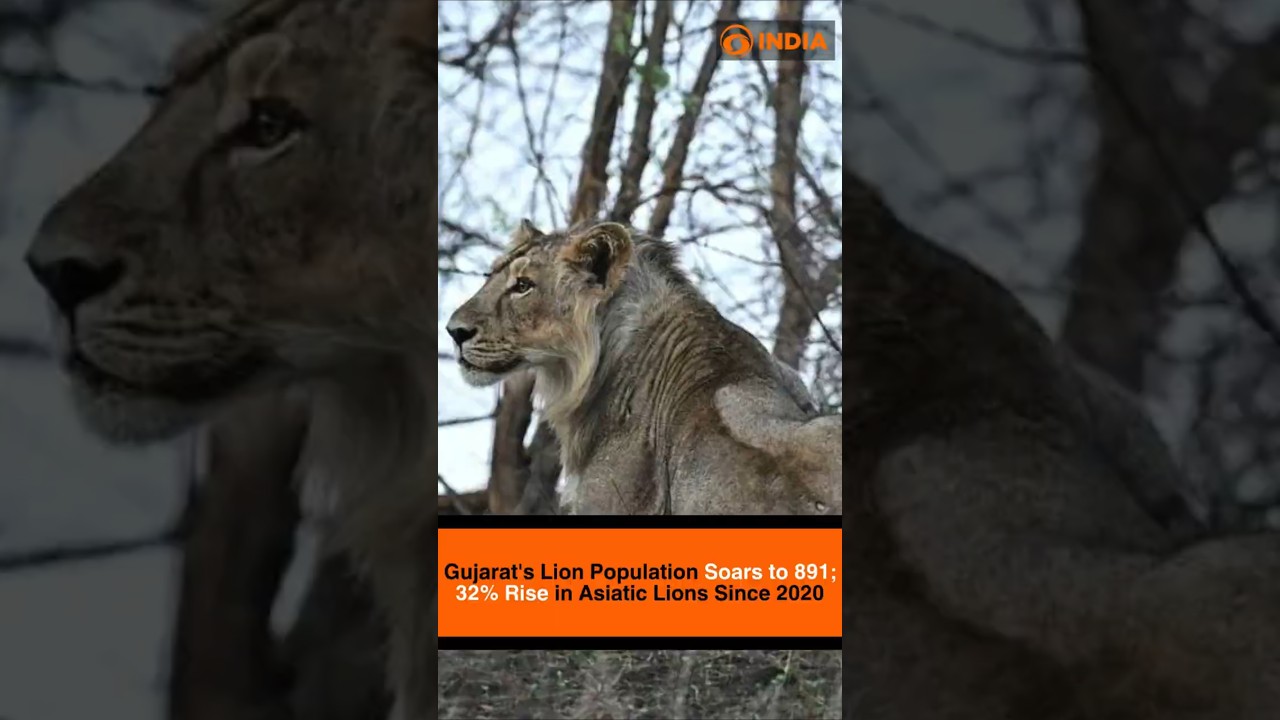 Gujarat's Lion Population Soars to 891; 32% Rise in Asiatic Lions Since 2020