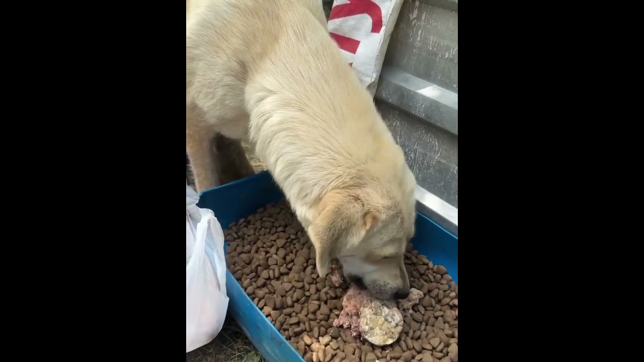 🆘 HUNDE IN DER TÖTUNG IN SMEENI 🆘  ‼️ bitte teilen ‼️  ❤️ ADOPTIEREN