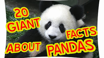 20 GIANT FACTS ABOUT PANDAS
