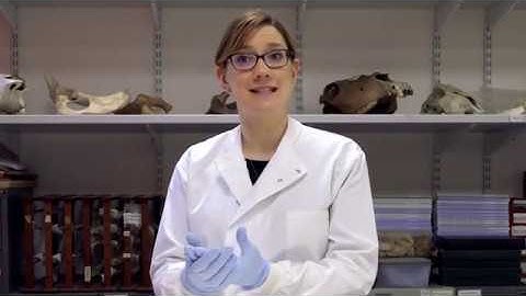 Understanding ancient diets with stable isotope analysis