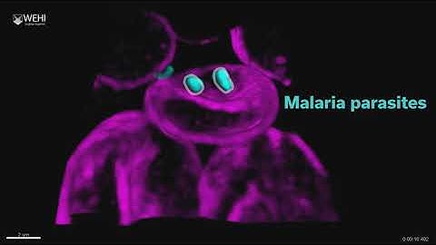 Microscopic CCTV reveals secrets of malaria invasion