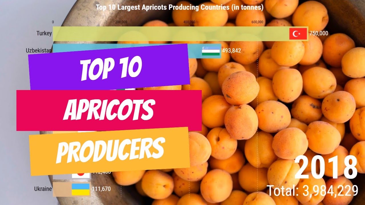 Top Apricot Producer countries in the World YouTube