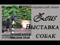 Выставка собак. Летний кубок Москвы 2020. Щенок амстаффа - лучший бейби.