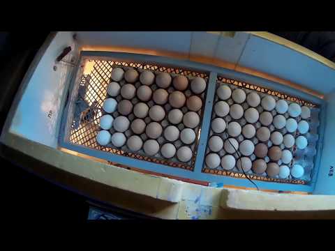 Оваскопирование куриных яиц