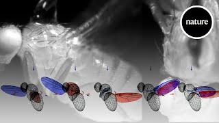 AI and robotics demystify the workings of a fly's wing by nature video 88,653 views 1 month ago 4 minutes, 41 seconds