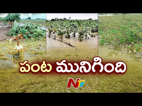 Cyclone Montha Effect : రైతులకు కోలుకోలేని నష్టాన్ని మిగిల్చిన మొంథా తుఫాన్ | Latest Updates | NTV - NTVTELUGU