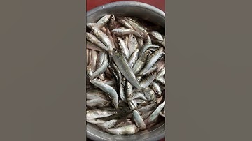 🐟🐟#fish#fresh#sardines#shorts#fyp